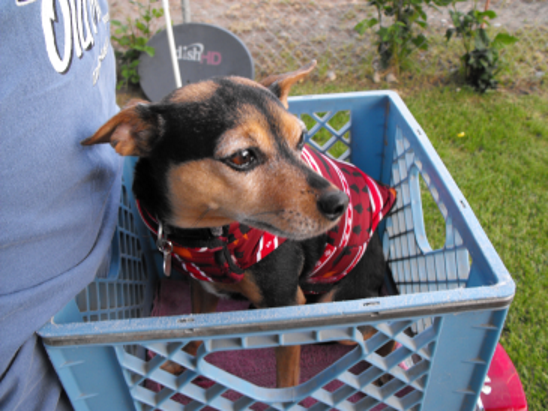 Gene dog Learns to Ride 3