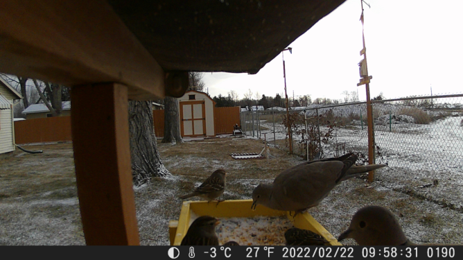 Bird Feeder 6