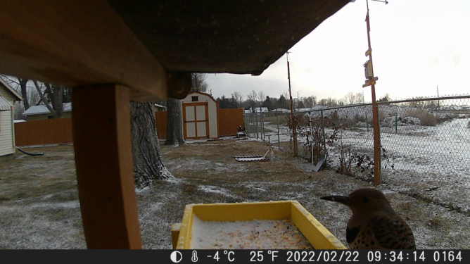 Bird Feeder 7